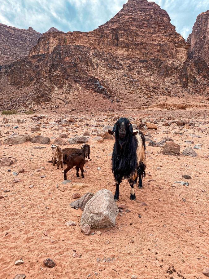 Camping Wadi Silk Road Camp