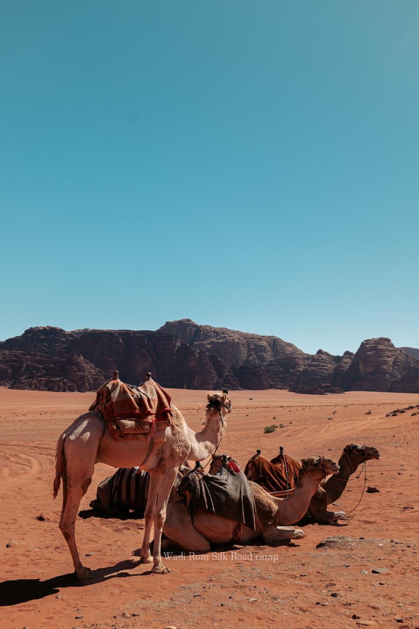 Camping Wadi Silk Road Camp